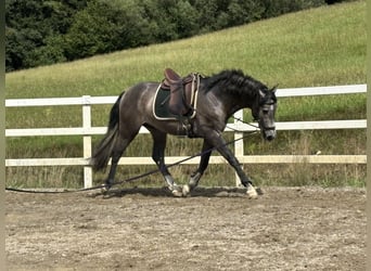 PRE Mix, Hengst, 3 Jahre, 163 cm, Rappschimmel