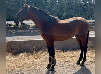 PRE Mix, Hengst, 3 Jahre, 163 cm, Rotbrauner