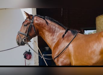 PRE Mix, Hengst, 3 Jahre, 163 cm, Rotbrauner