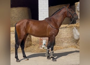 PRE Mix, Hengst, 3 Jahre, 163 cm, Rotbrauner