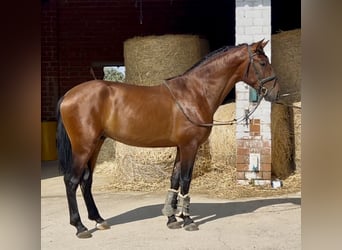 PRE Mix, Hengst, 3 Jahre, 163 cm, Rotbrauner