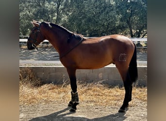 PRE Mix, Hengst, 3 Jahre, 163 cm, Rotbrauner