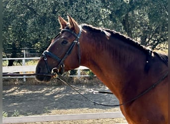 PRE Mix, Hengst, 3 Jahre, 163 cm, Rotbrauner