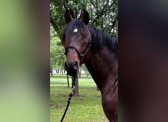 PRE Mix, Hengst, 3 Jahre, 163 cm, Rotbrauner