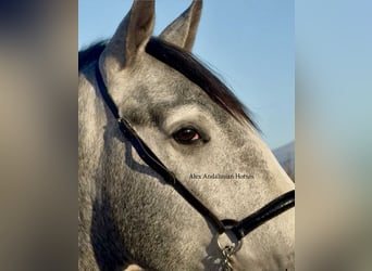 PRE Mix, Hengst, 3 Jahre, 163 cm, Schimmel