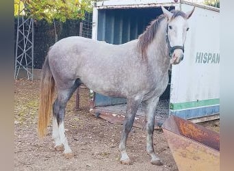 PRE Mix, Hengst, 3 Jahre, 163 cm, Schimmel