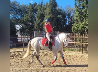 PRE, Hengst, 3 Jahre, 163 cm, Schimmel