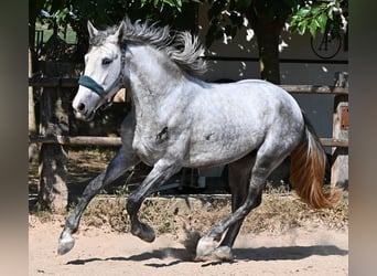 PRE Mix, Hengst, 3 Jahre, 163 cm, Schimmel