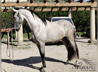 PRE Mix, Hengst, 3 Jahre, 163 cm, Schimmel