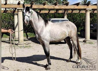 PRE Mix, Hengst, 3 Jahre, 163 cm, Schimmel