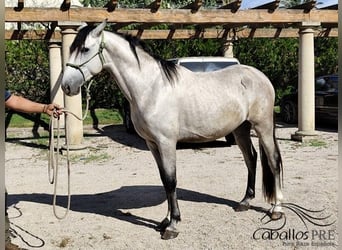 PRE Mix, Hengst, 3 Jahre, 163 cm, Schimmel