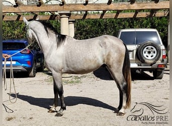 PRE Mix, Hengst, 3 Jahre, 163 cm, Schimmel