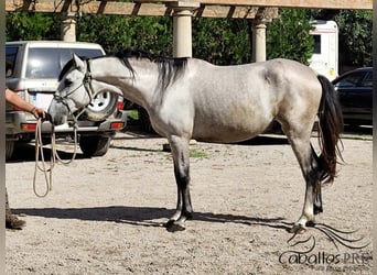 PRE Mix, Hengst, 3 Jahre, 163 cm, Schimmel