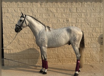 PRE Mix, Hengst, 3 Jahre, 163 cm, Schimmel