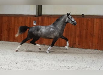 PRE Mix, Hengst, 3 Jahre, 164 cm, Apfelschimmel