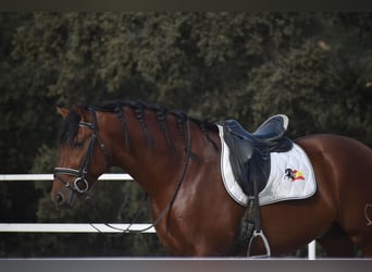 PRE Mix, Hengst, 3 Jahre, 164 cm, Brauner