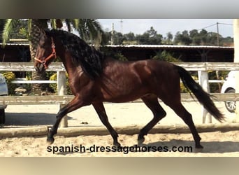 PRE Mix, Hengst, 3 Jahre, 164 cm, Brauner