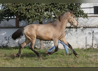 PRE Mix, Hengst, 3 Jahre, 164 cm, Buckskin