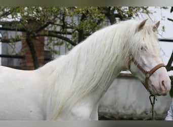 PRE, Hengst, 3 Jahre, 164 cm, Cremello