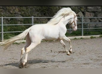 PRE, Hengst, 3 Jahre, 164 cm, Cremello