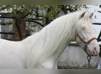 PRE, Hengst, 3 Jahre, 164 cm, Cremello