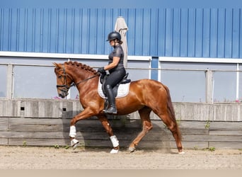 PRE Mix, Hengst, 3 Jahre, 164 cm, Fuchs