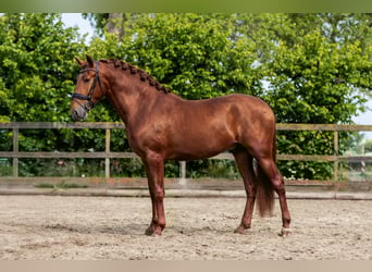 PRE Mix, Hengst, 3 Jahre, 164 cm, Fuchs