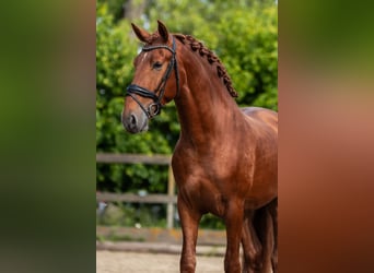 PRE Mix, Hengst, 3 Jahre, 164 cm, Fuchs