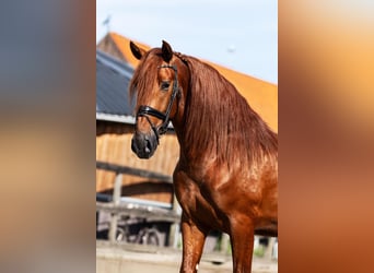 PRE, Hengst, 3 Jahre, 164 cm, Fuchs