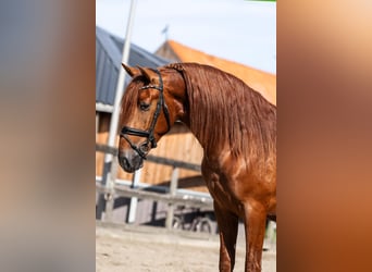 PRE, Hengst, 3 Jahre, 164 cm, Fuchs