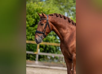 PRE Mix, Hengst, 3 Jahre, 164 cm, Fuchs