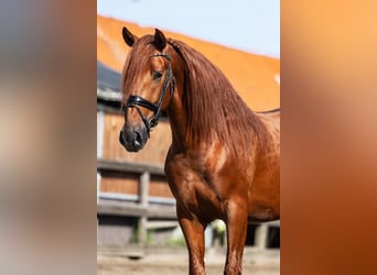PRE, Hengst, 3 Jahre, 164 cm, Fuchs