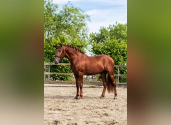 PRE Mix, Hengst, 3 Jahre, 164 cm, Fuchs