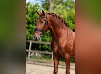 PRE Mix, Hengst, 3 Jahre, 164 cm, Fuchs