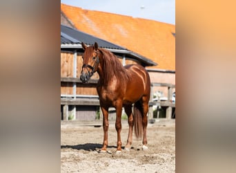 PRE, Hengst, 3 Jahre, 164 cm, Fuchs
