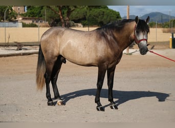 PRE Mix, Hengst, 3 Jahre, 164 cm, Kann Schimmel werden