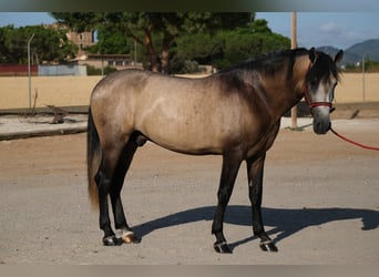 PRE Mix, Hengst, 3 Jahre, 164 cm, Kann Schimmel werden