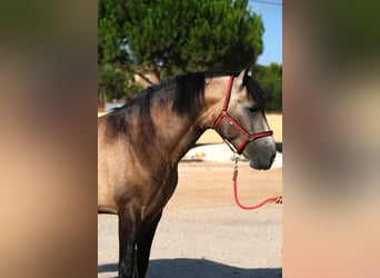 PRE Mix, Hengst, 3 Jahre, 164 cm, Kann Schimmel werden
