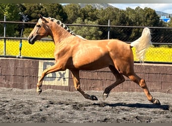 PRE Mix, Hengst, 3 Jahre, 164 cm, Palomino