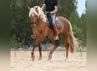 PRE Mix, Hengst, 3 Jahre, 164 cm, Palomino