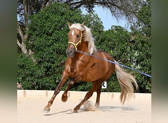 PRE Mix, Hengst, 3 Jahre, 164 cm, Palomino
