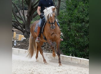 PRE Mix, Hengst, 3 Jahre, 164 cm, Palomino