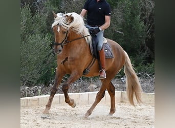 PRE Mix, Hengst, 3 Jahre, 164 cm, Palomino