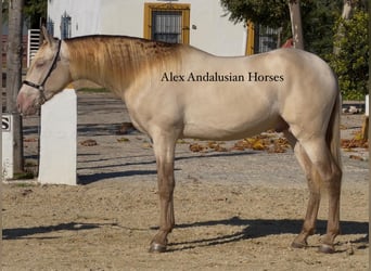 PRE Mix, Hengst, 3 Jahre, 164 cm, Perlino