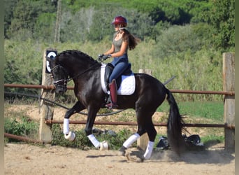 PRE Mix, Hengst, 3 Jahre, 164 cm, Rappe