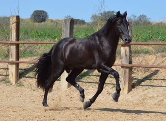 PRE Mix, Hengst, 3 Jahre, 164 cm, Rappe