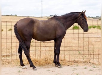 PRE Mix, Hengst, 3 Jahre, 164 cm, Rappe