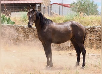 PRE Mix, Hengst, 3 Jahre, 164 cm, Rappe