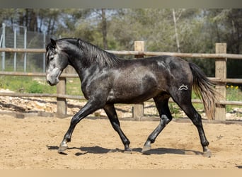 PRE Mix, Hengst, 3 Jahre, 164 cm, Rappschimmel