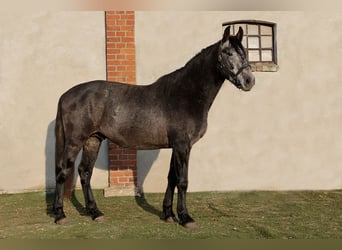 PRE Mix, Hengst, 3 Jahre, 164 cm, Rappschimmel